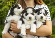 good dog breeder hugging husky puppies