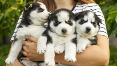good dog breeder hugging husky puppies