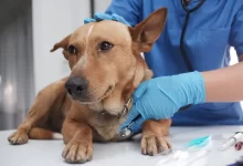 The veterinarian doctor treating, checking on dog at vet clinic.