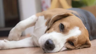 Beagle dog laying on the floor, suffering from Chronic Kidney Disease (CKD).