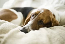 Bassett Hound dog suffering from thrombopathia lying in bed.