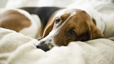 Bassett Hound dog suffering from thrombopathia lying in bed.