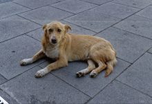 A domestic dog waiting for food in front of a restaurant