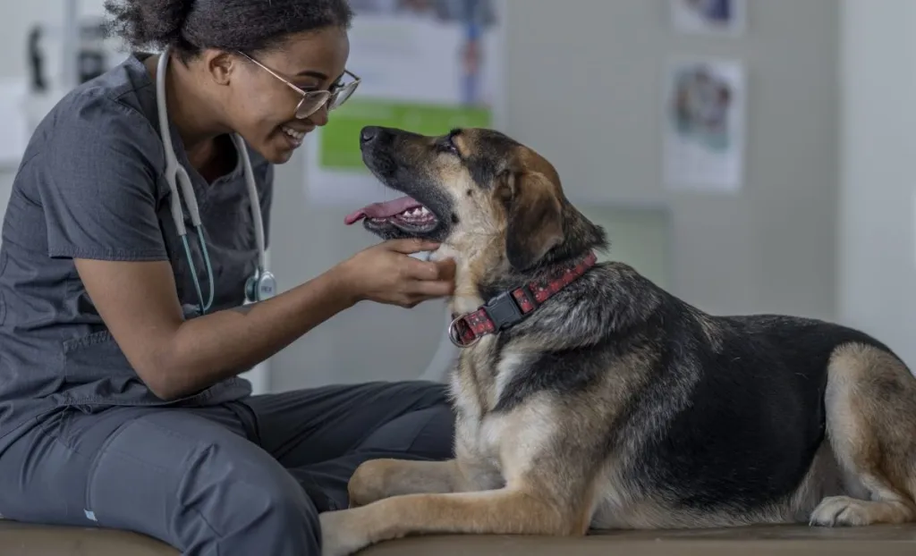 Veterinarian happily looking at a large breed dog she just prescribed gabapentin to.