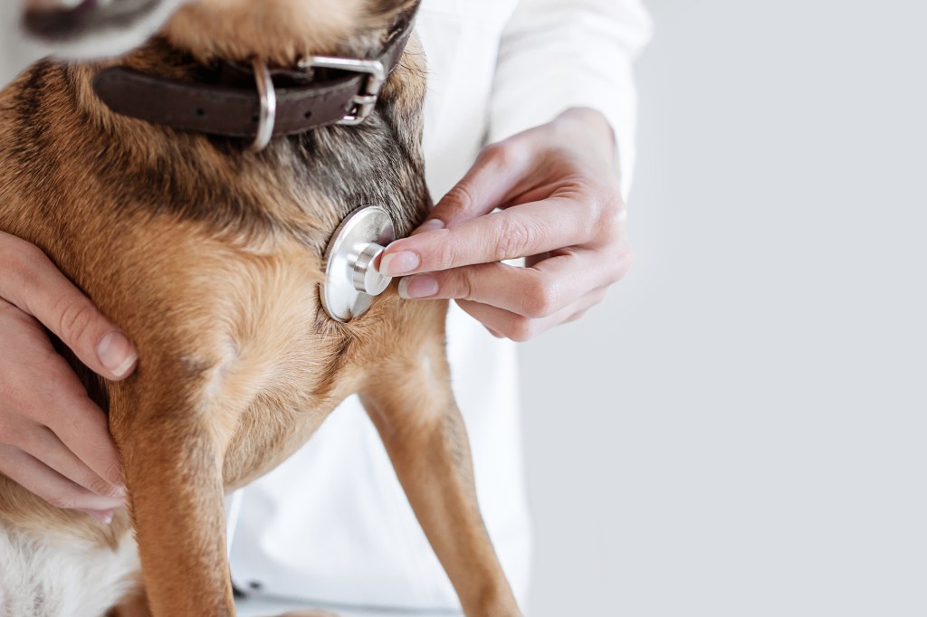 Patent Ductus Arteriosus (PDA) in Dogs: Symptoms, Causes, & Treatments ...