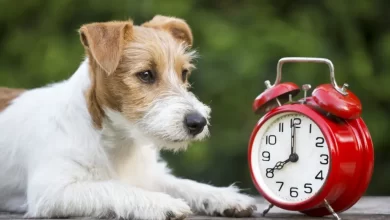 Daylight savings, manage time, cute pet dog puppy with a red retro alarm clock