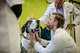 Great Dane dog suffering from bone cancer — or osteosarcoma — is at the vet’s for a checkup.