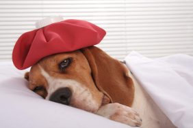 Beagle sick with canine influenza or dog flu.