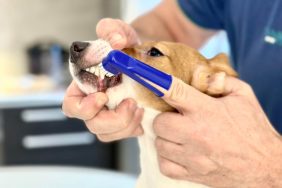 Veterinarian brushing dog’s teeth with a dog toothbrush.