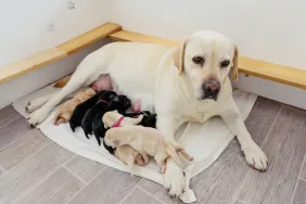 7 days old Labrador puppies feeding on mother’s milk. Nursing dogs are especially susceptible to mastitis.