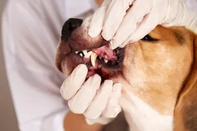 Vet checking dog for periodontal disease.