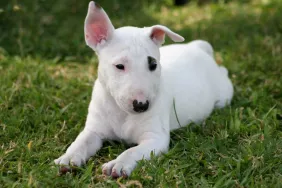 Bull Terrier puppy — one of the dog breeds prone to hereditary nephritis.