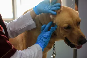 Vet applying antibiotic ointment on dog’s abscess wound.