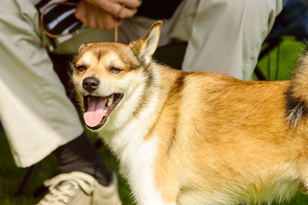 A Norwegian Lundehund dog who might be at risk of Lundehund syndrome.