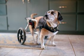 Beagle mix with a spinal birth defect enjoys daily life using a dog wheelchair for getting around easier.