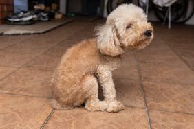 Dog scooting or dragging butt on floor to relieve itch discomfort due to anal gland problem.