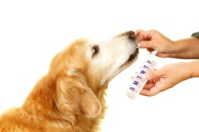 An older Golden Retriever dog taking ketoconazole medication.