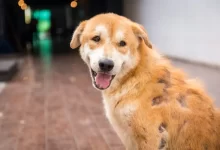 Smiling dog on sidewalk with inflammatory skin disease or sebaceous adenitis, causing patchy alopecia.