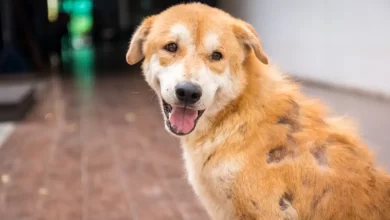 Smiling dog on sidewalk with inflammatory skin disease or sebaceous adenitis, causing patchy alopecia.