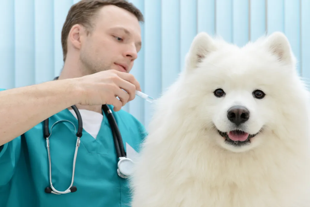 Veterinarian giving dog vaccinations.