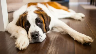 Saint Bernard dog with hip dysplasia lying on floor