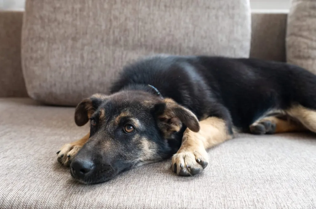 Sick pet lying on the couch.