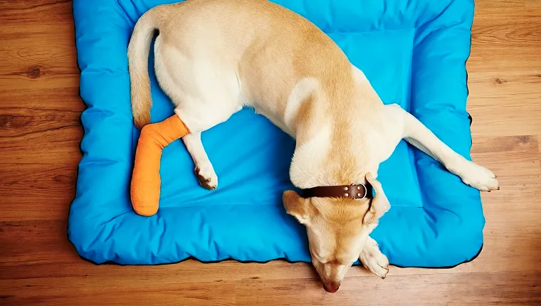 dog in cast from torn cranial cruciate ligament (CCL) injury